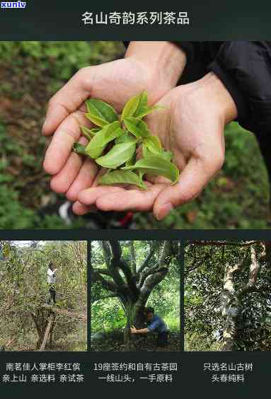 曼松头茶春大树纯料-曼松大树茶和曼松古树茶的区别