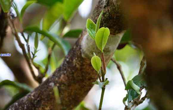 曼松古树茶有涩味吗，曼松古树茶：口感爽还是带有涩味？