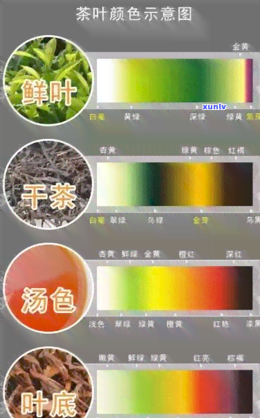 各类茶的茶颜色，解码茶颜色：探索各类茶叶的独特魅力