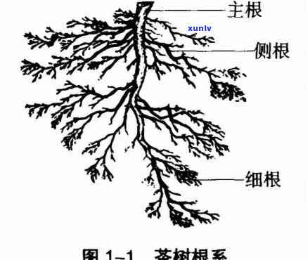 茶树有哪些部分组成，探究茶树的组成部分：从叶子到根部的全面解析