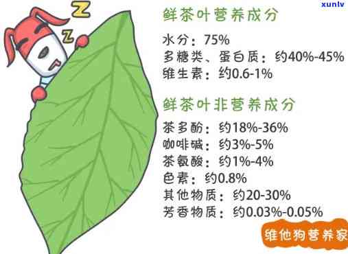 茶叶的主要成分有哪些，揭秘茶叶的组成：主要成分解析