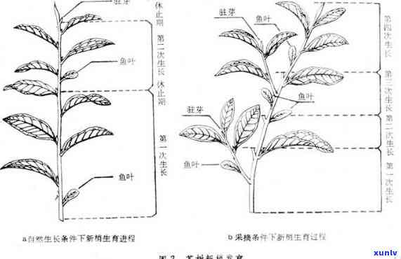 茶树有哪五部分组成-茶树有哪五部分组成的