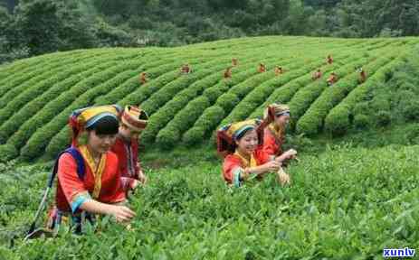 茶树有哪几部分组成，深入解析：茶树的结构与组成部分