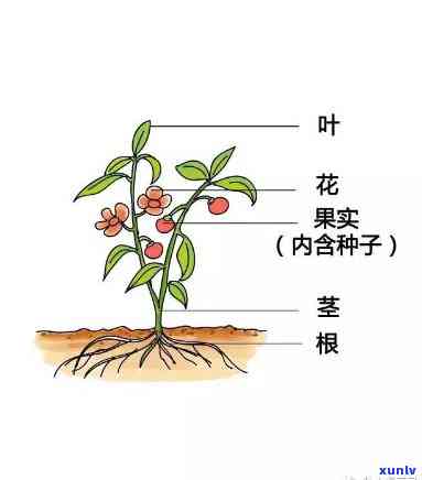 茶树的六大组成部分：叶子、茎、根、花、果实与种子，详细图解