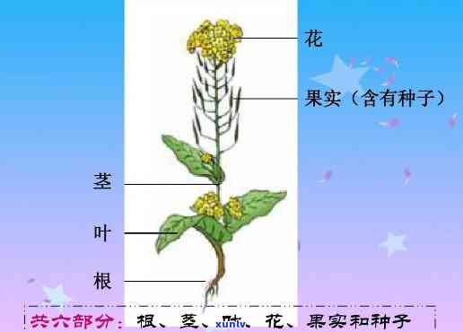 茶树的六大组成部分：叶子、茎、根、花、果实与种子，详细图解