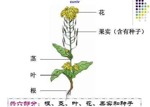 冰岛古树茶排名：2021年及价格全揭秘