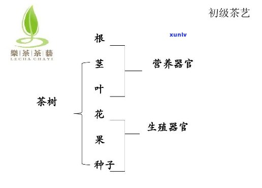 冰岛古树茶排名：2021年及价格全揭秘