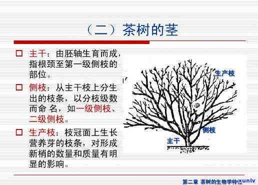 茶树由哪些部分组成图片，探究茶树结构：了解茶树的各个组成部分