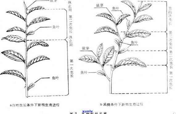 茶树由哪些部分组成图片，探究茶树结构：了解茶树的各个组成部分