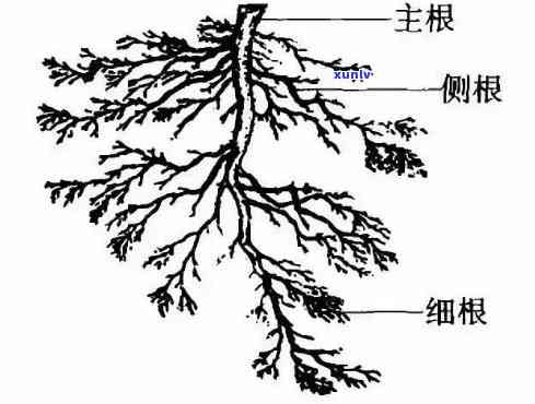 茶树由哪些部分组成图片，探究茶树结构：了解茶树的各个组成部分