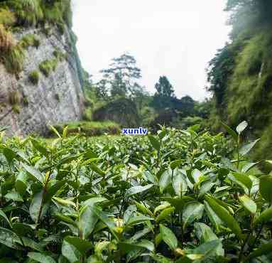 武夷山市岩上茶业，探索高品质茶叶：探访武夷山市岩上茶业