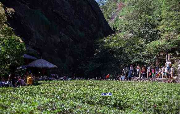 武夷山市岩上茶业，探索高品质茶叶：探访武夷山市岩上茶业