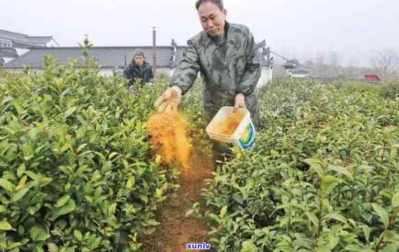 茶树肥料怎么使用，茶树肥料的正确使用 *** 与技巧