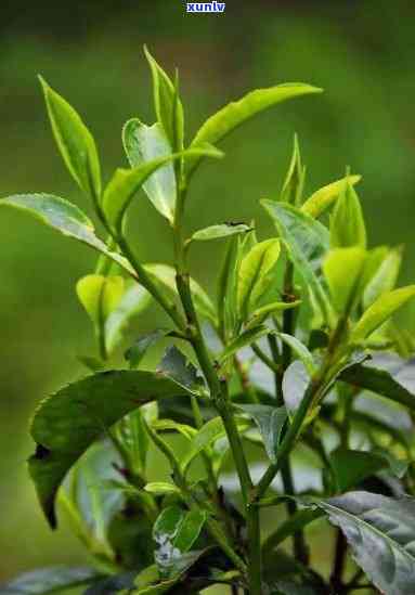 茶树肥料的养分配方-茶树肥料的养分配方有哪些