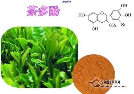 茶多酚的组成成分及其含量排名