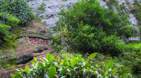 中国六大茶类按发酵顺序排序：从轻到重，你了解吗？