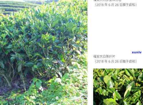 茶树大小树区分图片全集：详细教程与实拍对比