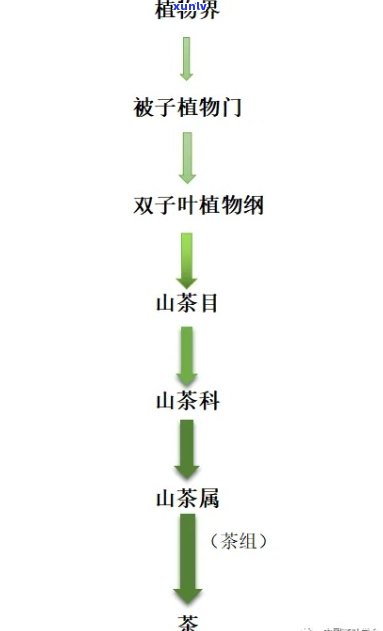 茶树大小树区分图解全攻略：详细步骤与视频教程