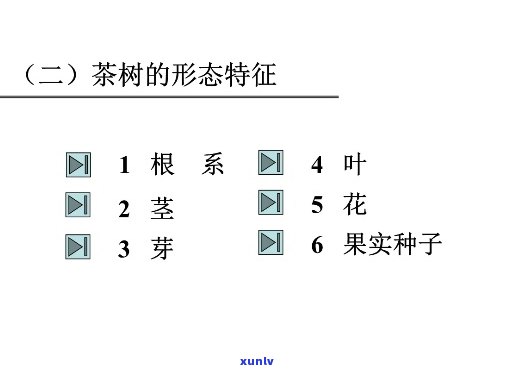 茶树的六大组成部分图片：叶子、枝干、花朵、果实、根系与种子全图解