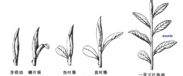 茶树由哪几部分组成及其作用是什么？