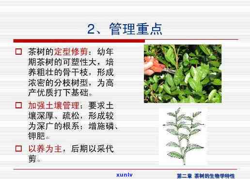 茶树是由哪5部分组成，揭示茶树的神秘面纱：由五大部分组成的茶园生态系统