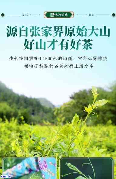 张家界茶叶品种莓茶的功效、口感及评价