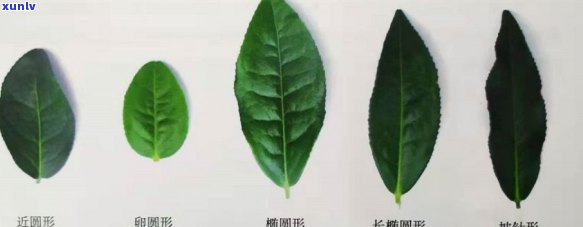 茶树按形状分类：哪些种类？