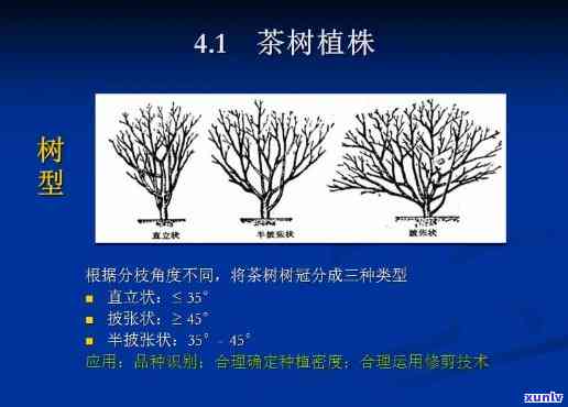 茶树按外形分类：详细解析其种类与类别