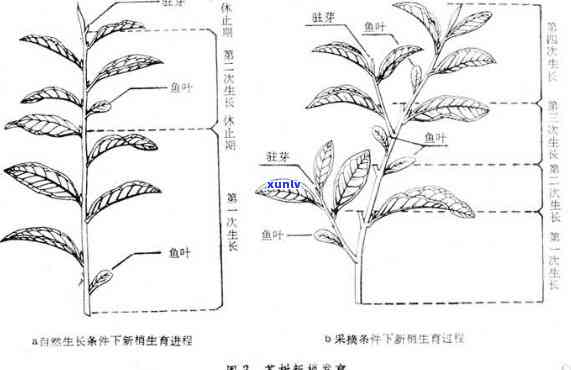 茶树按外形分类：详细解析其种类与类别