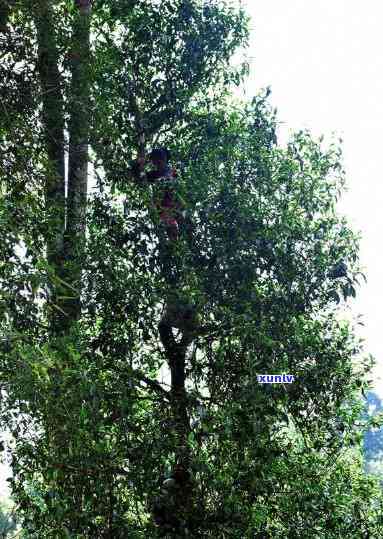 清代阳绿翡翠：手镯、挂件、无事牌价值解析与市场行情