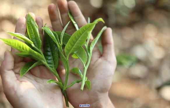 简述大叶种功夫红茶与中小叶种功夫红茶的主要区别，《大叶种功夫红茶与中小叶种功夫红茶的主要区别》