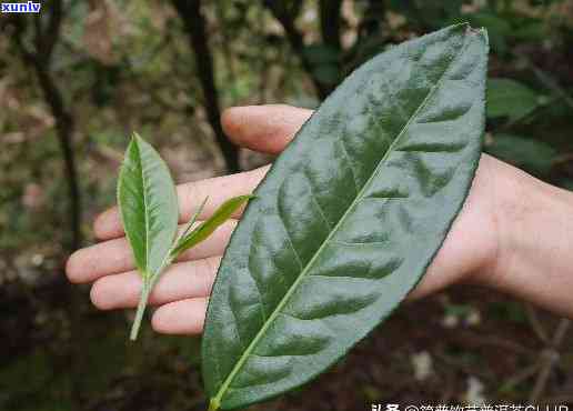 大叶种功夫红茶代表-大叶种功夫红茶和小叶种区别