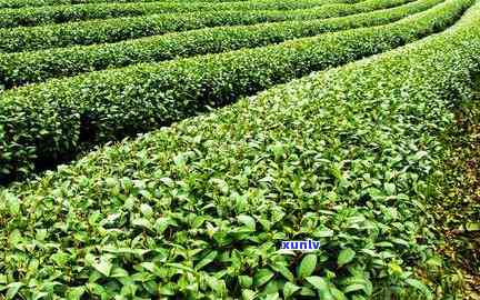 红茶便宜和贵的区别-红茶便宜和贵的区别是什么