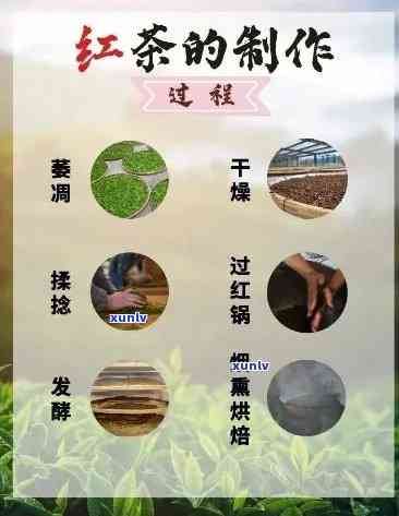 五指山红茶世家独家制茶 *** 揭秘视频