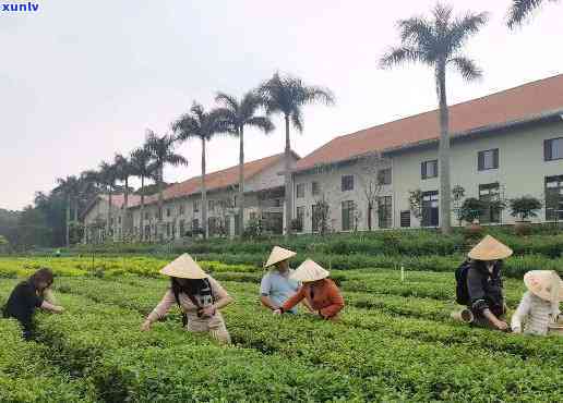 五指山红茶世家制茶厂地址及联系方式