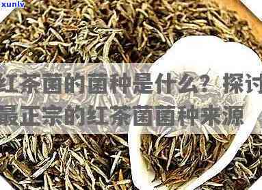 红茶菌生蛆了怎么办-红茶菌生蛆了怎么办啊