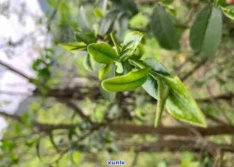 六大茶类氨基酸含量，探究六大茶类的氨基酸含量差异