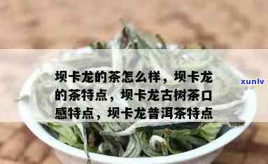 坝卡龙的茶怎么样？解析其特点与口感