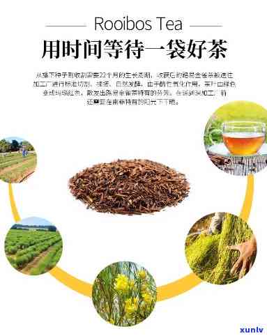 南非国宝茶：红茶？绿茶？哪种好？