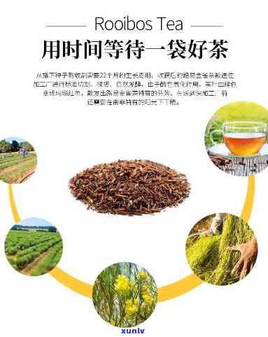 南非国宝茶是红茶吗-南非国宝茶是红茶吗还是绿茶