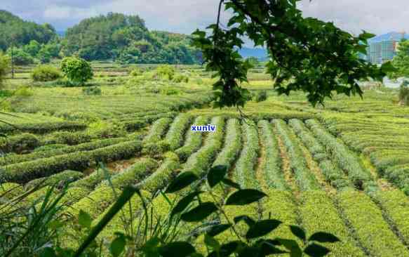 高山茶口感好的原因-高山茶口感好的原因是什么