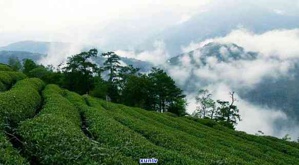 高山茶口感好的原因-高山茶口感好的原因是什么