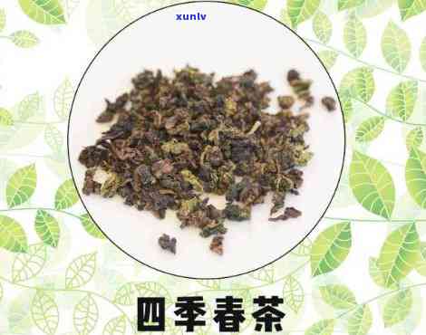 四春茶是啥茶，探秘“四春茶”：这是一种什么茶？