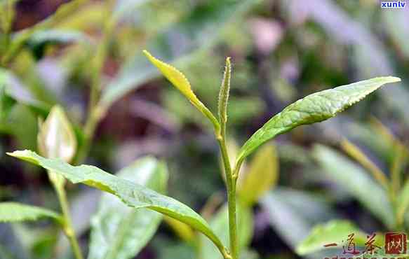 四春茶是啥茶，探秘“四春茶”：这是一种什么茶？