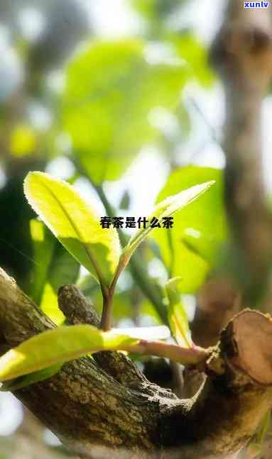 四春茶是啥茶，探秘“四春茶”：这是一种什么茶？