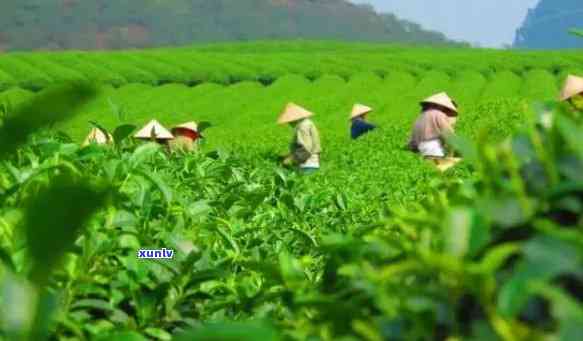 芒市茶叶：介绍与场位置