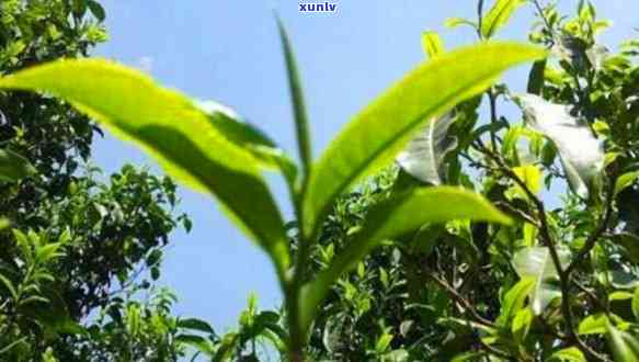 芒市茶叶：介绍与场位置