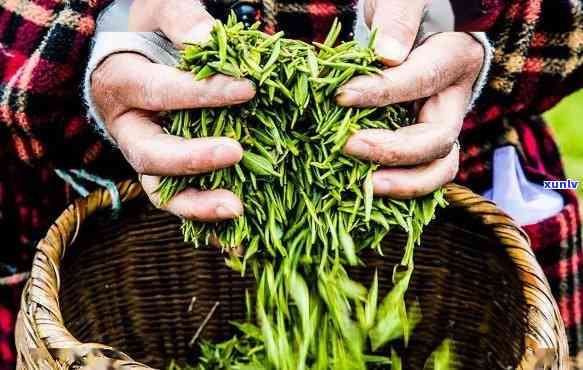 芒市的茶口感怎么样-芒市的茶叶市场在哪里?