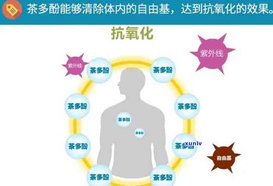 茶多酚对身体影响，探究茶多酚对人体的影响：从抗氧化到健效益