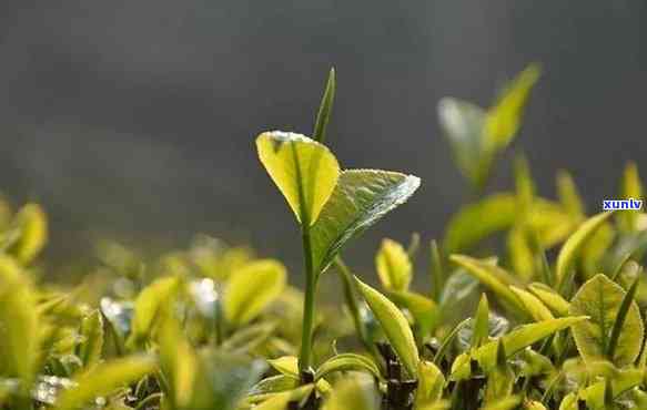 春茶、茶和秋茶：哪个更好？区别在哪里？